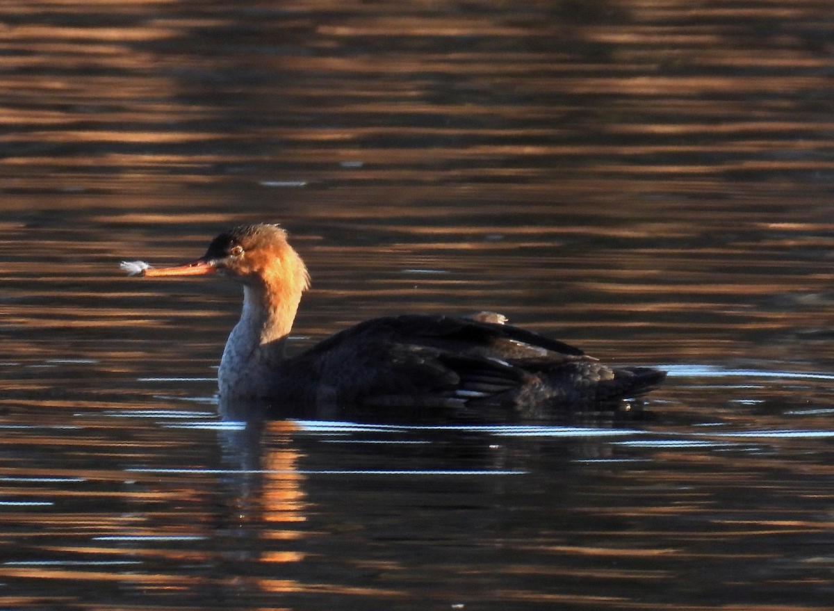 Mittelsäger - ML646642224