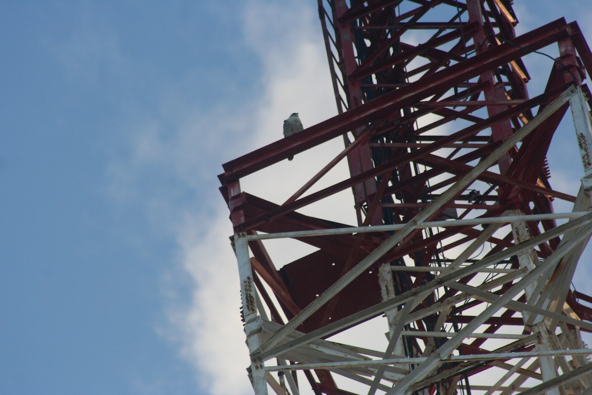 Peregrine Falcon - ML646642225