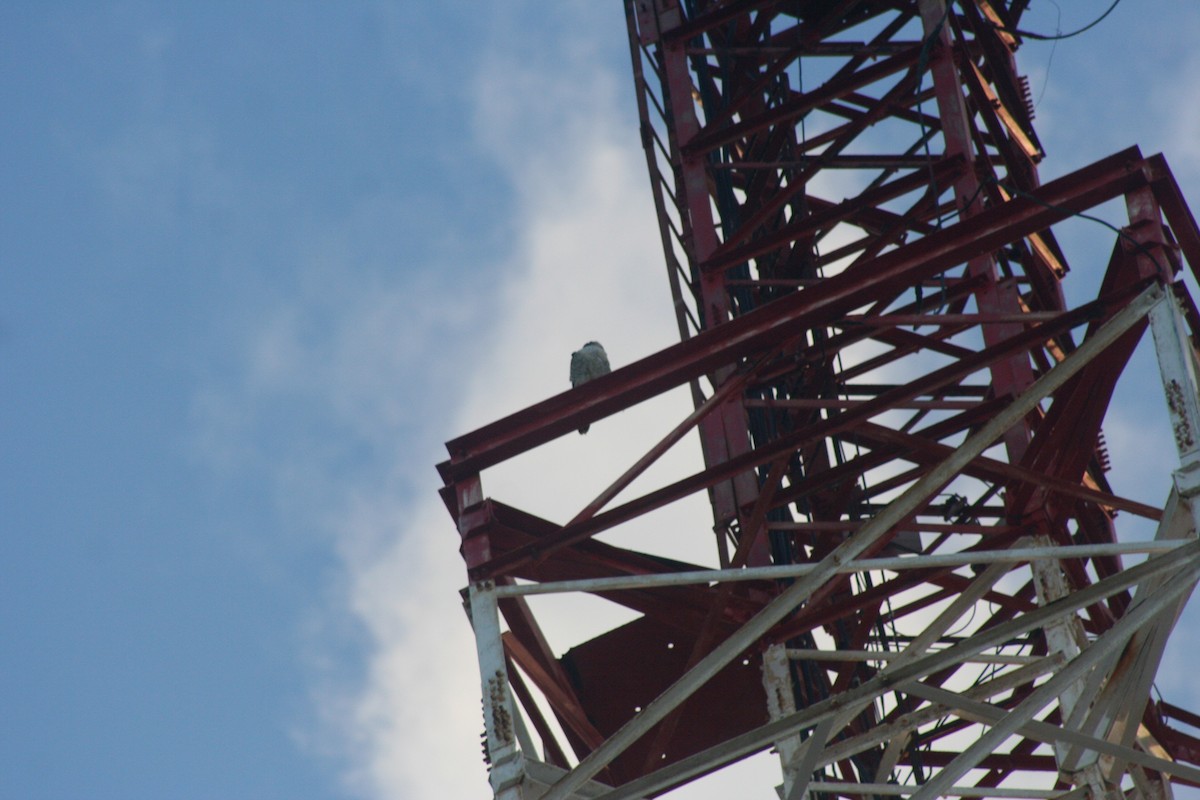 Peregrine Falcon - ML646642226