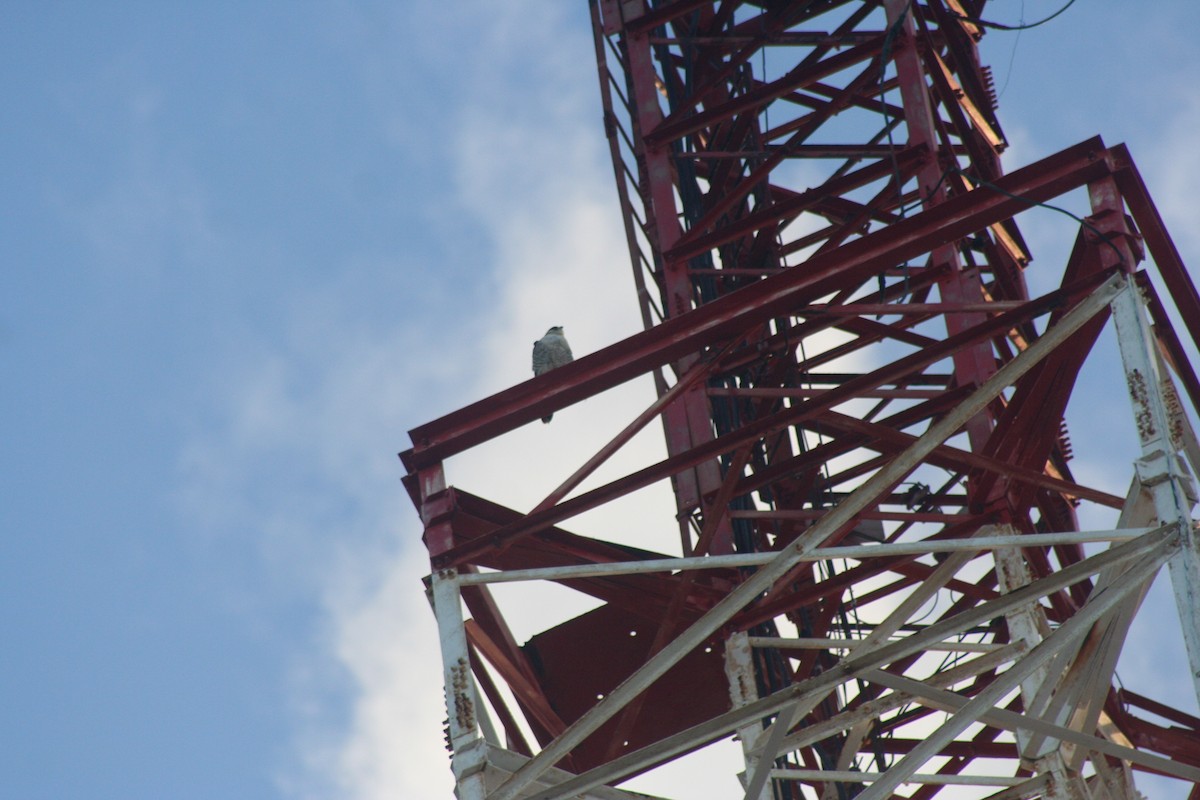 Peregrine Falcon - ML646642227