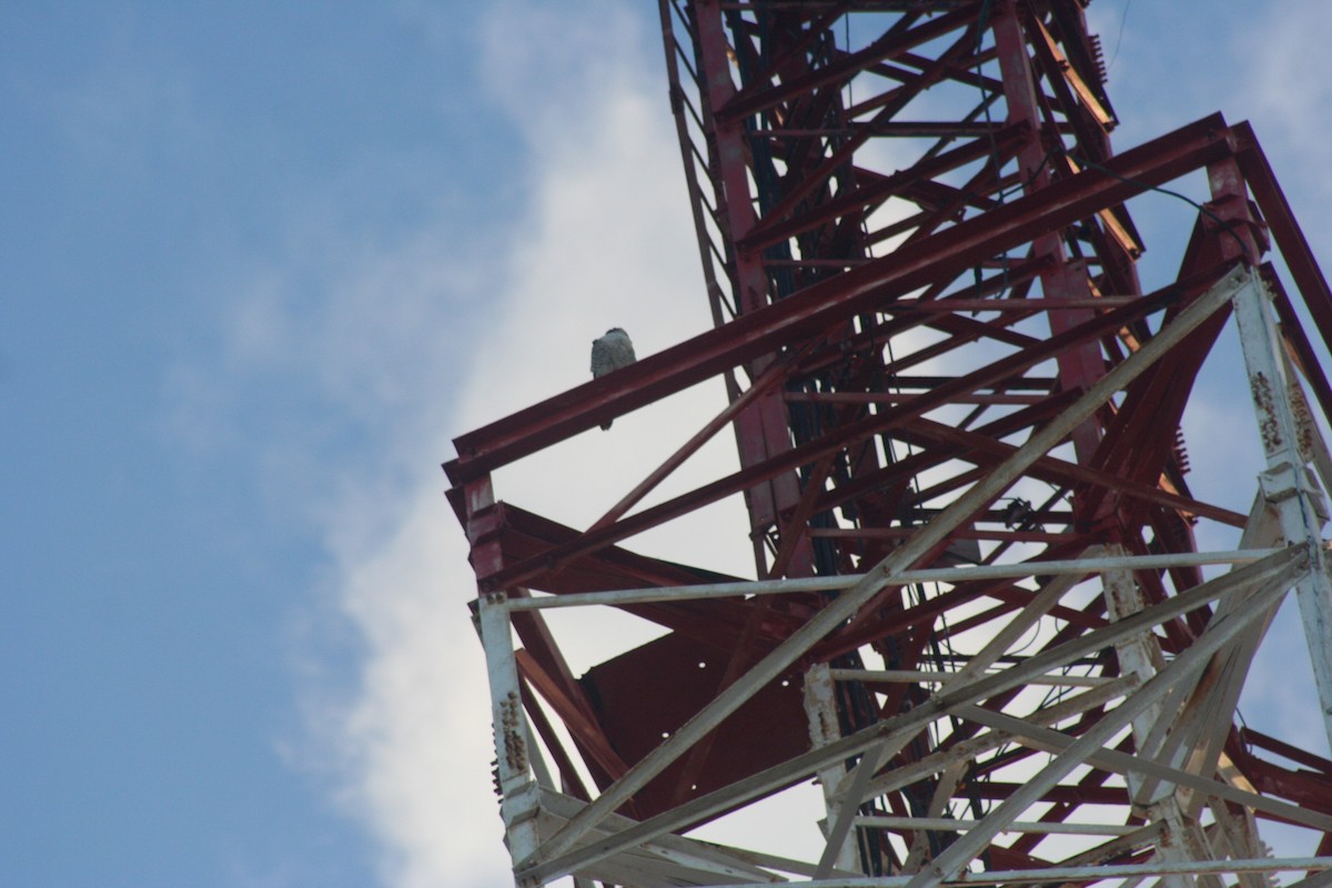 Peregrine Falcon - ML646642228