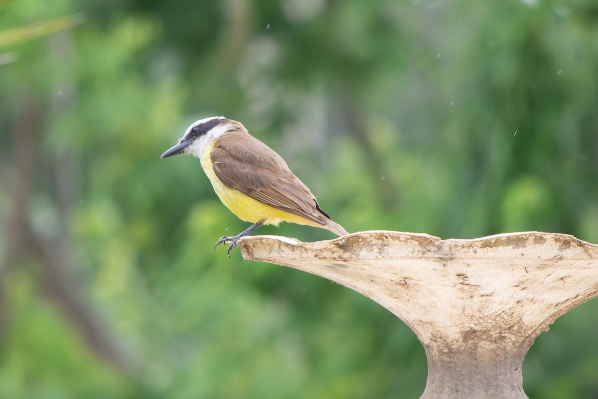 Пітанга велика - ML646642232