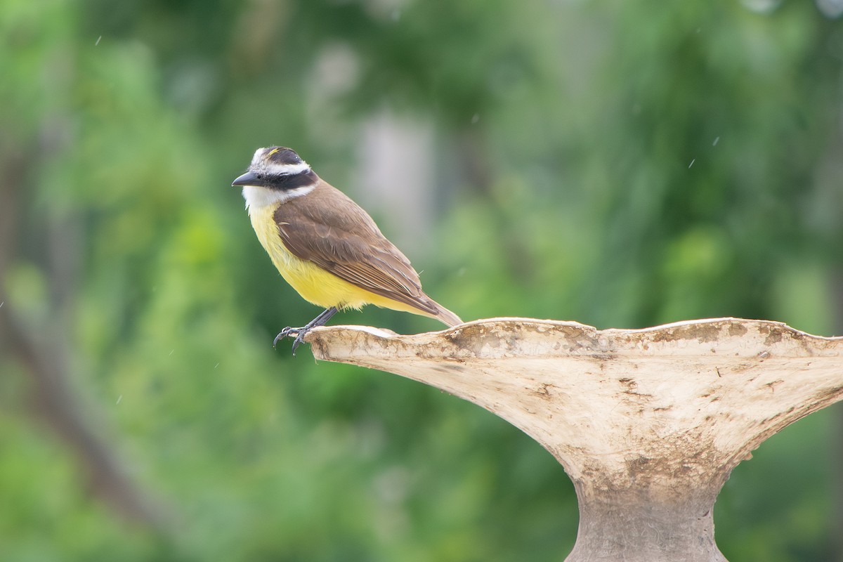 Пітанга велика - ML646642233