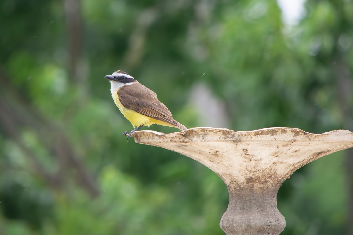 Пітанга велика - ML646642235