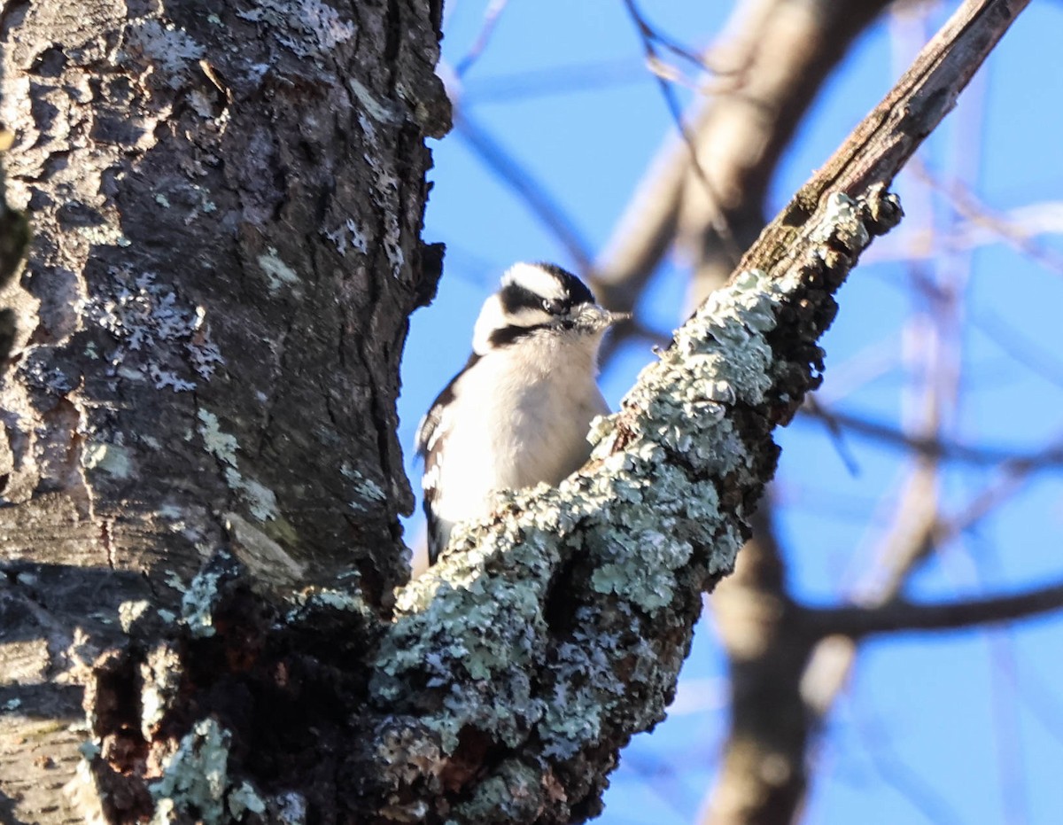 Downy Woodpecker - ML646642236