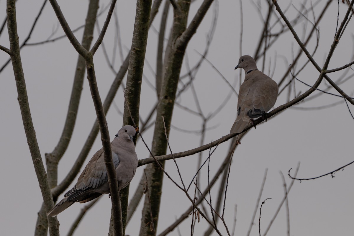 Eurasian Collared-Dove - ML646642239