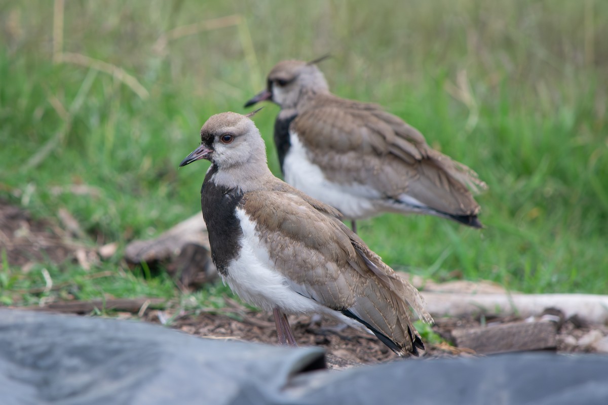 Чайка чилійська - ML646642240