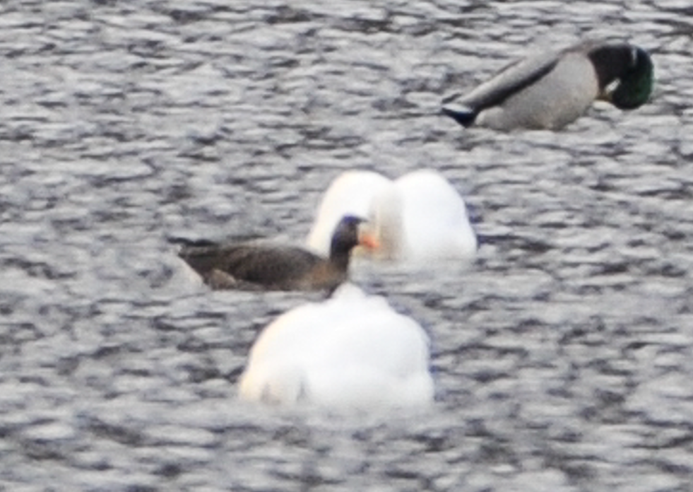 Greater White-fronted Goose - ML646642241