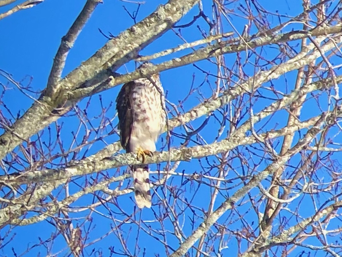 Cooper's Hawk - ML646642246