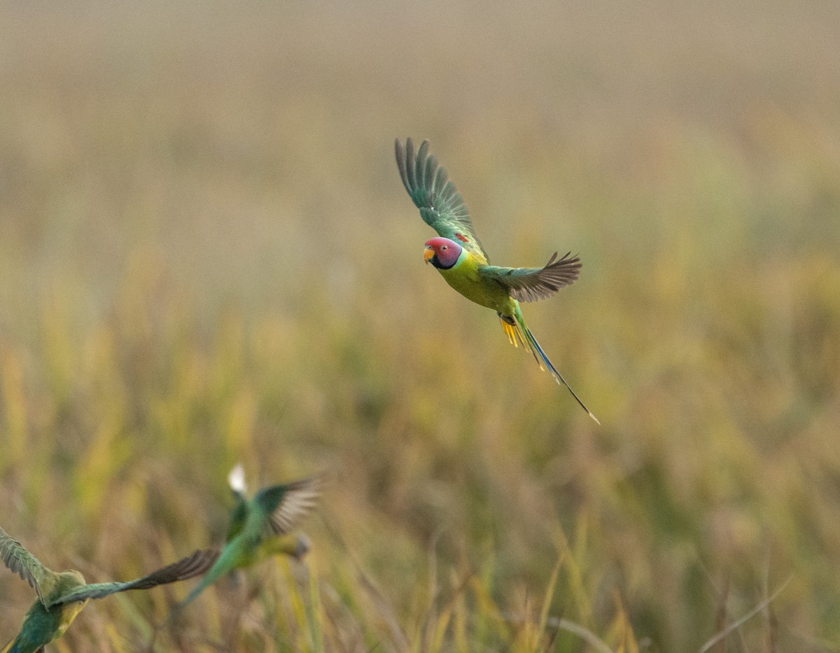 Plum-headed Parakeet - ML646642247