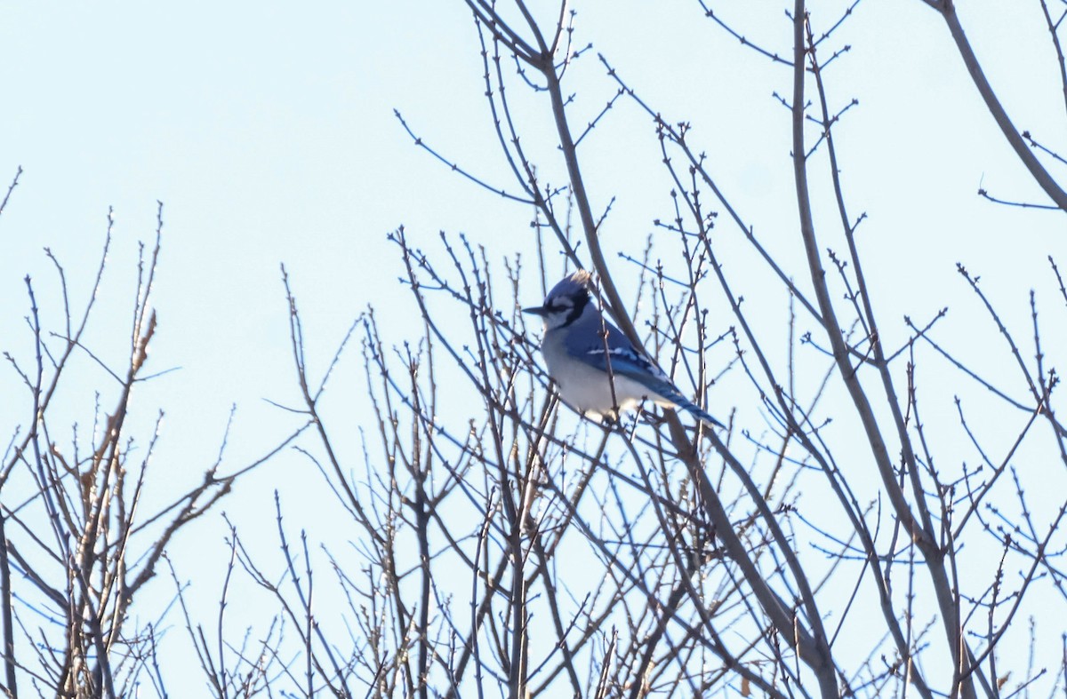 Blue Jay - ML646642249