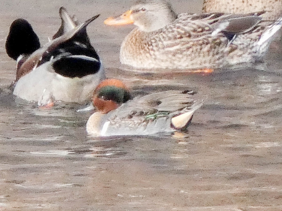 Green-winged Teal - ML646642250
