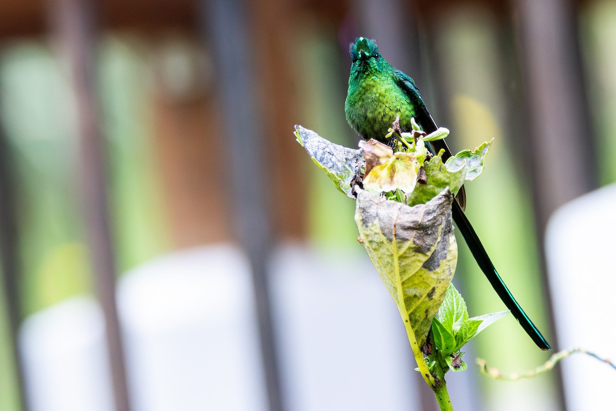 andessylfe - ML646642251