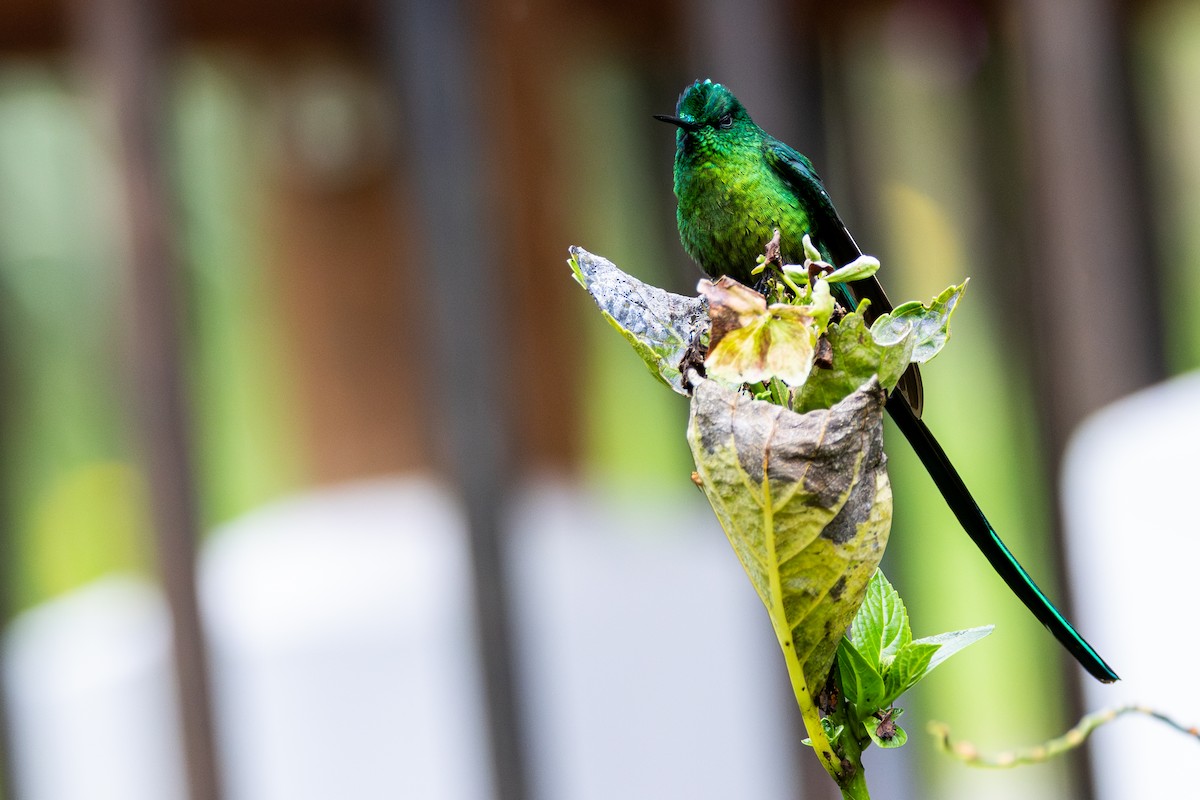 andessylfe - ML646642252