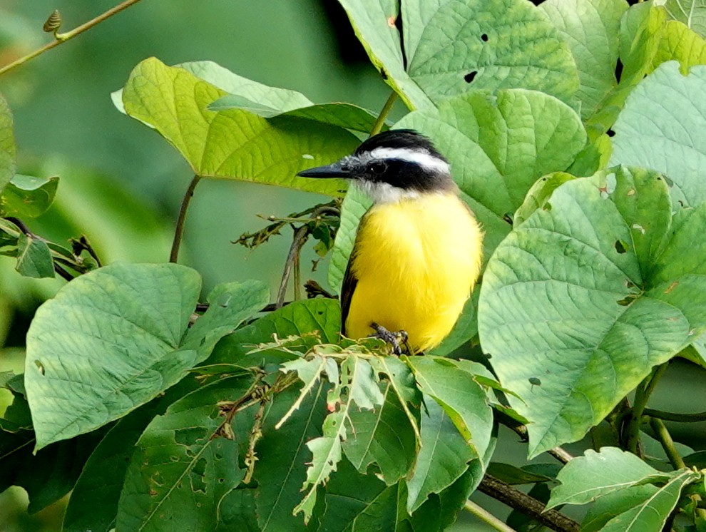 Lesser Kiskadee - ML646642253