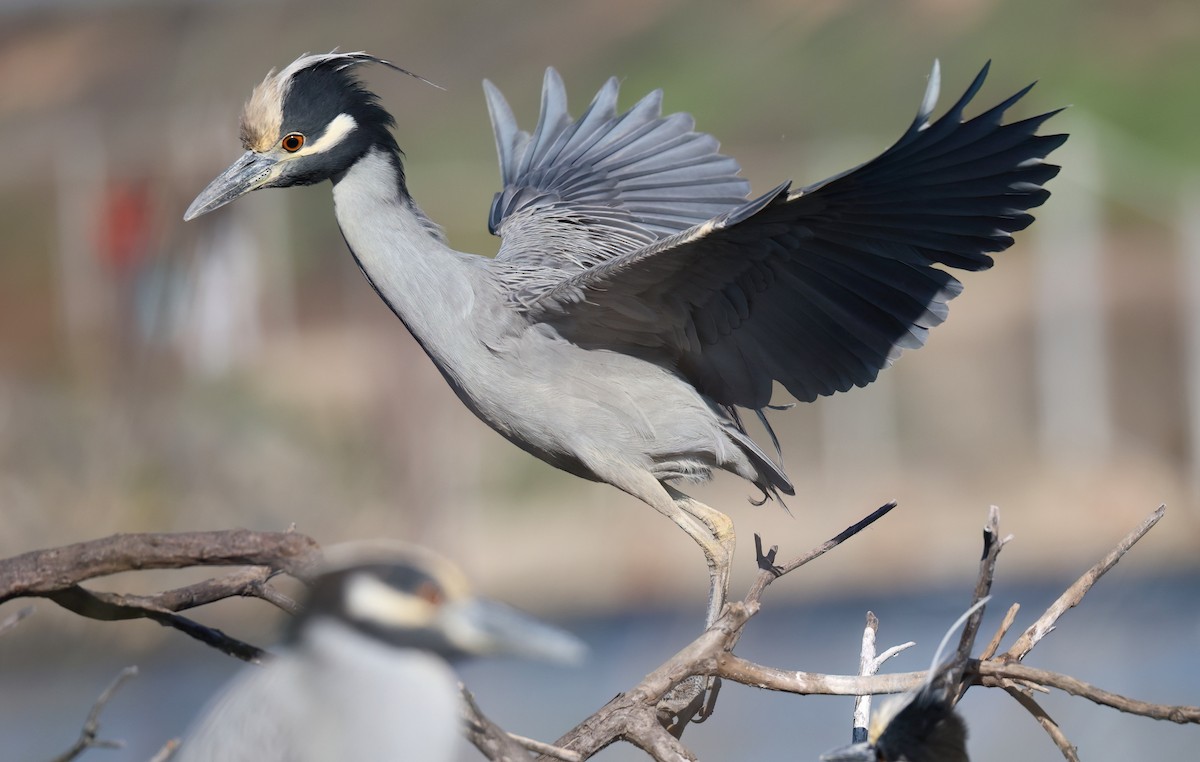 kvakoš žlutočelý - ML646642257