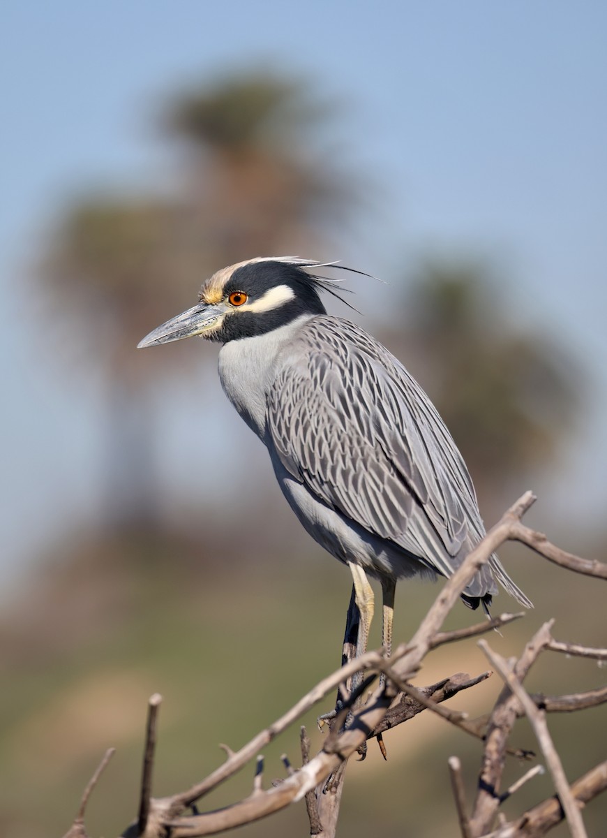 kvakoš žlutočelý - ML646642258