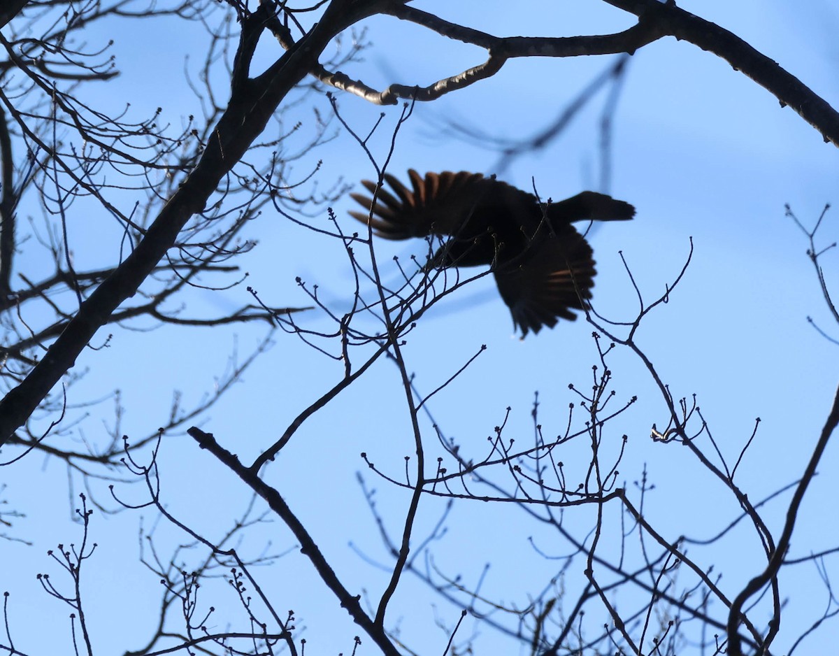 American Crow - ML646642259