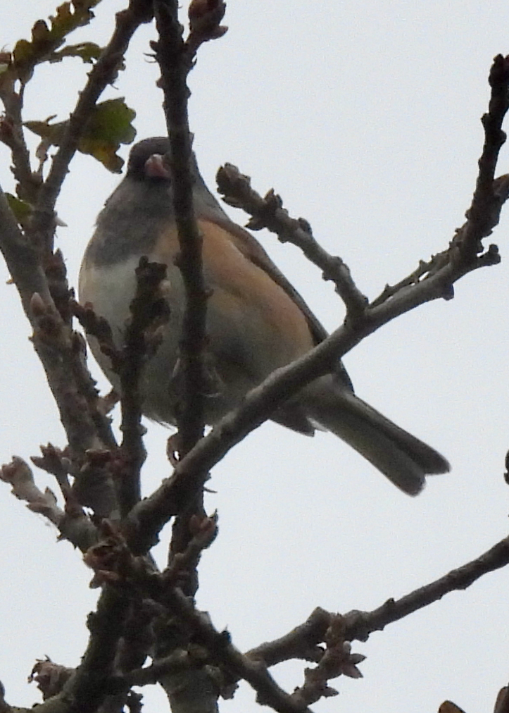 Dark-eyed Junco - ML646642260