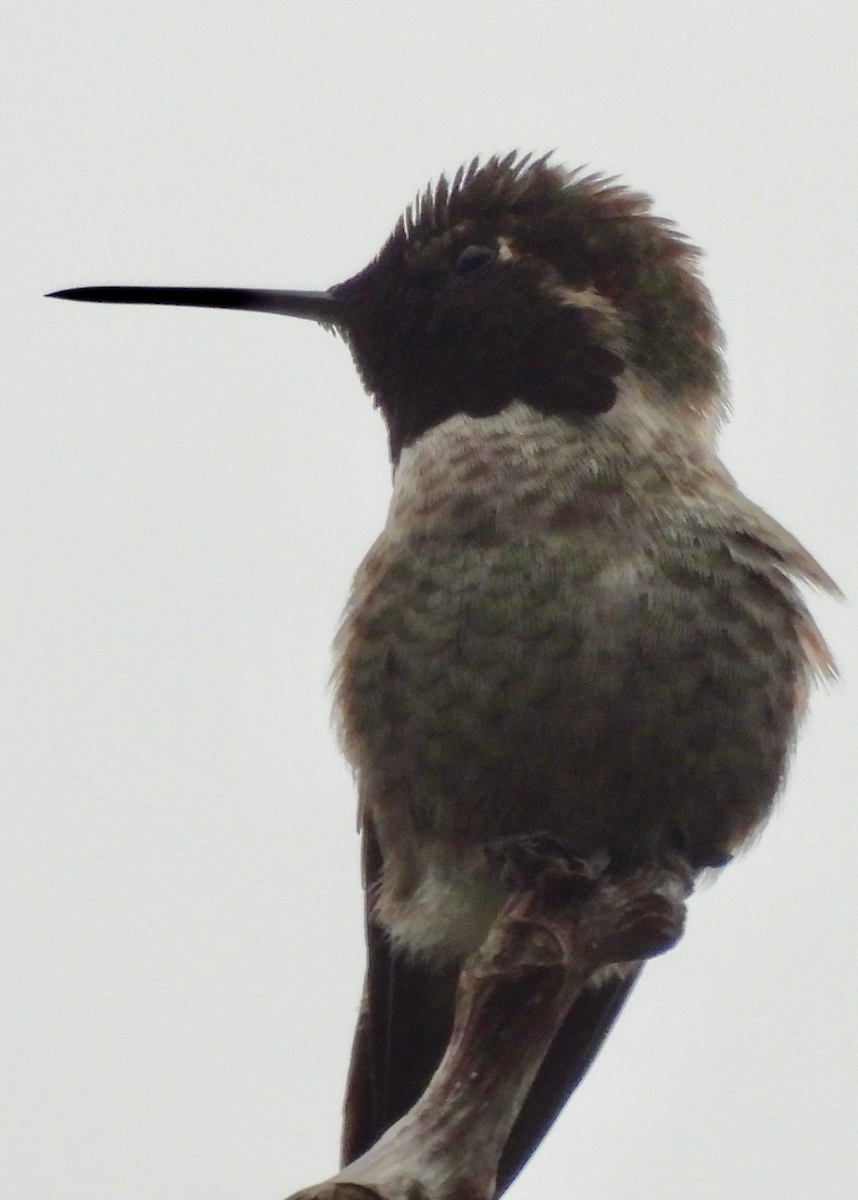 Anna's Hummingbird - ML646642261