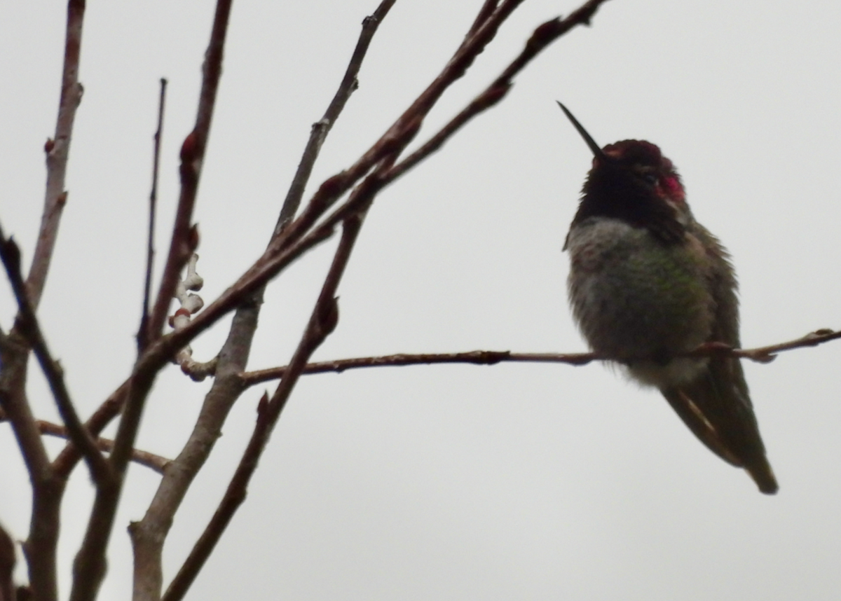 Anna's Hummingbird - ML646642262