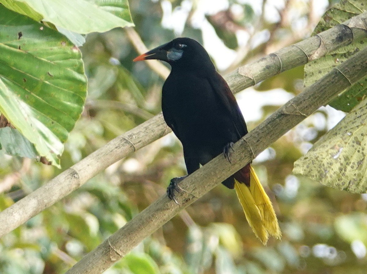 Black Oropendola - ML646642263