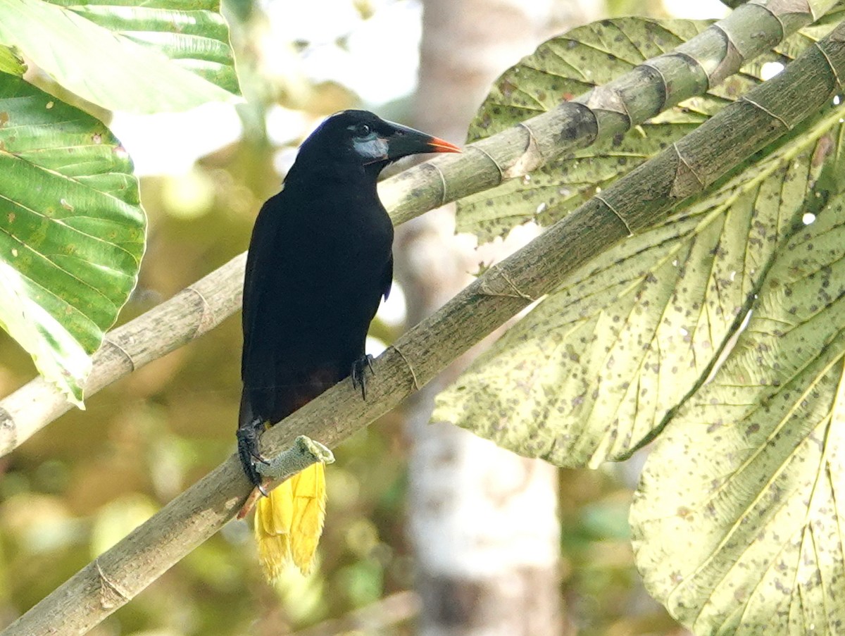 Black Oropendola - ML646642264
