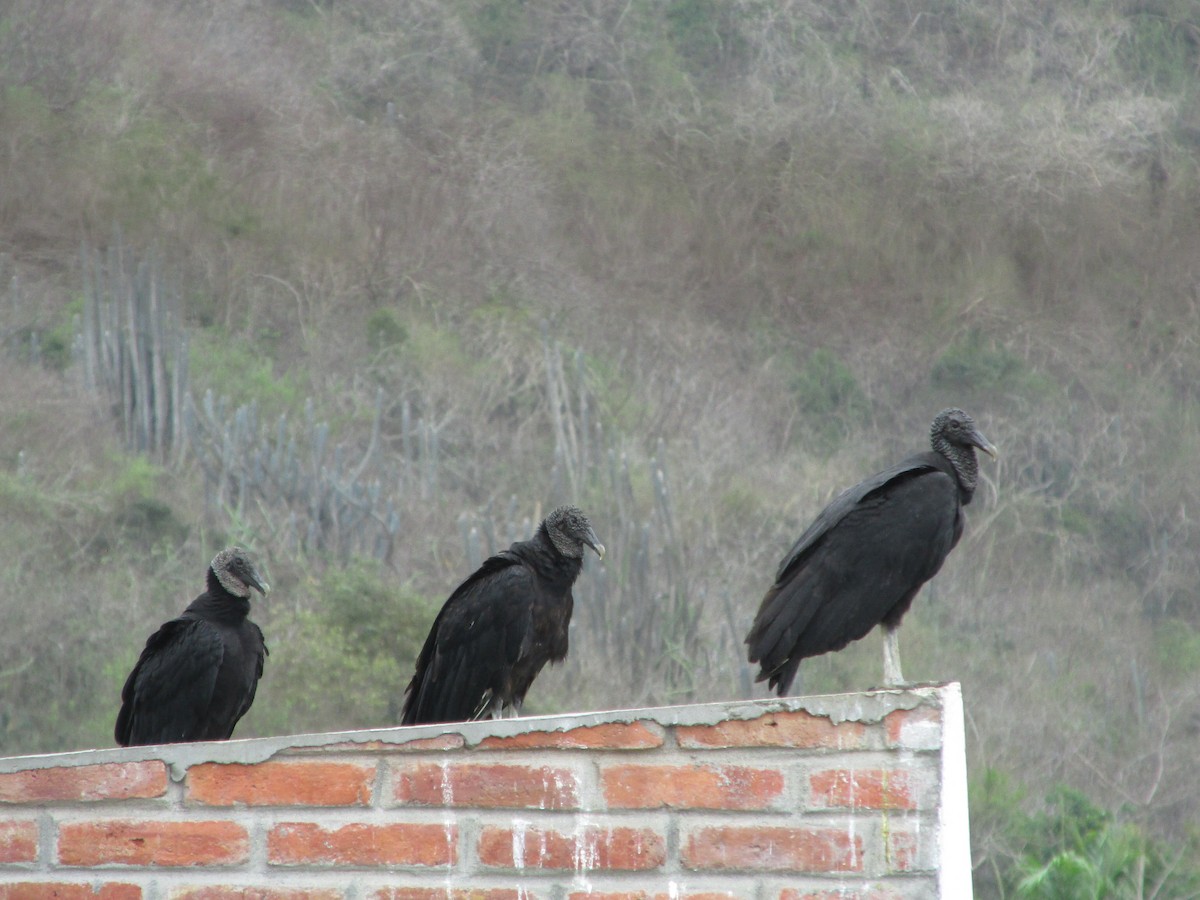 Чёрная катарта - ML646642265