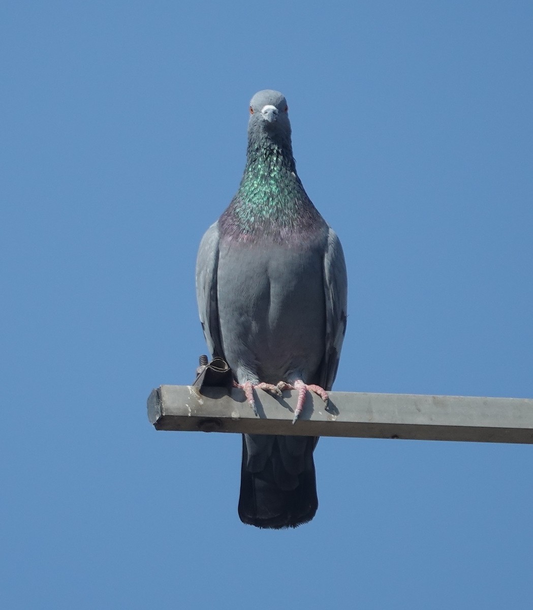 Rock Pigeon (Feral Pigeon) - ML646642266