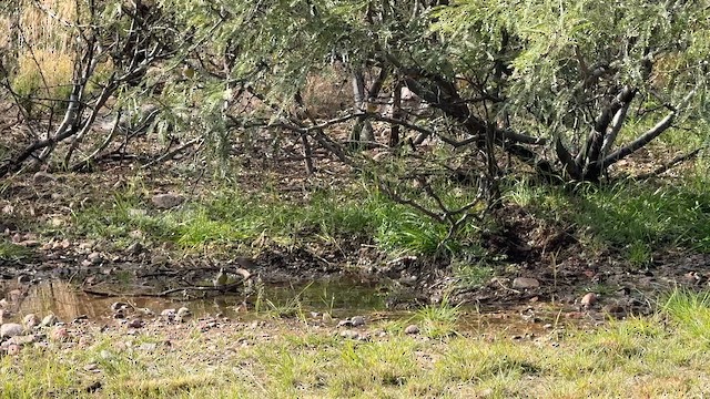 Масковый чиж - ML646642271