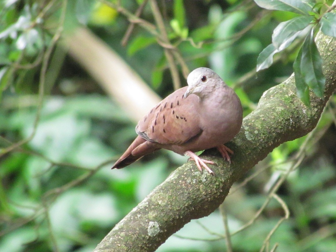 Ruddy Ground Dove - ML646642273