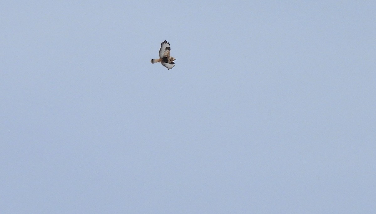 fjellvåk - ML646642274