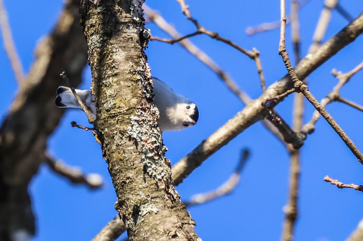 White-breasted Nuthatch - ML646642275