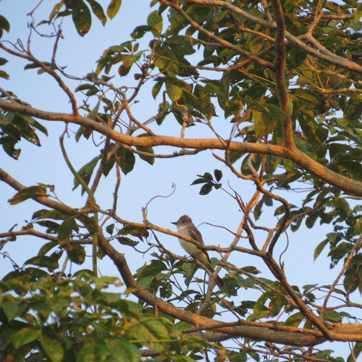 Brown-crested Flycatcher - ML646642278