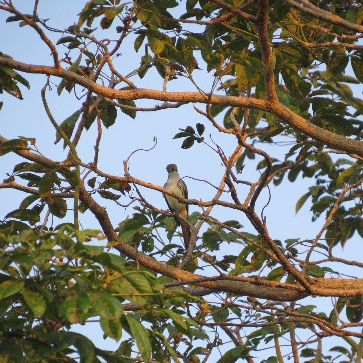 Brown-crested Flycatcher - ML646642279