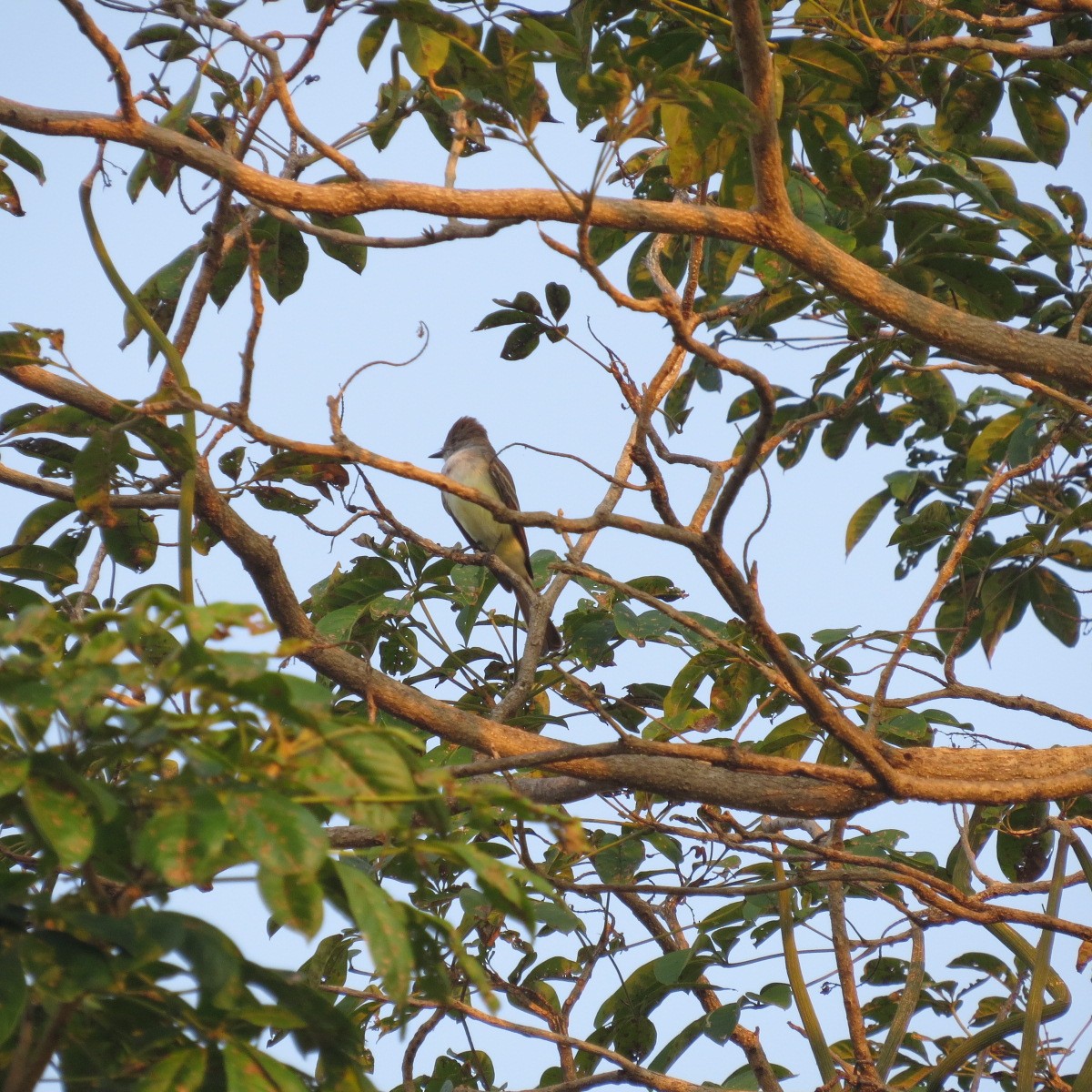 Brown-crested Flycatcher - ML646642280