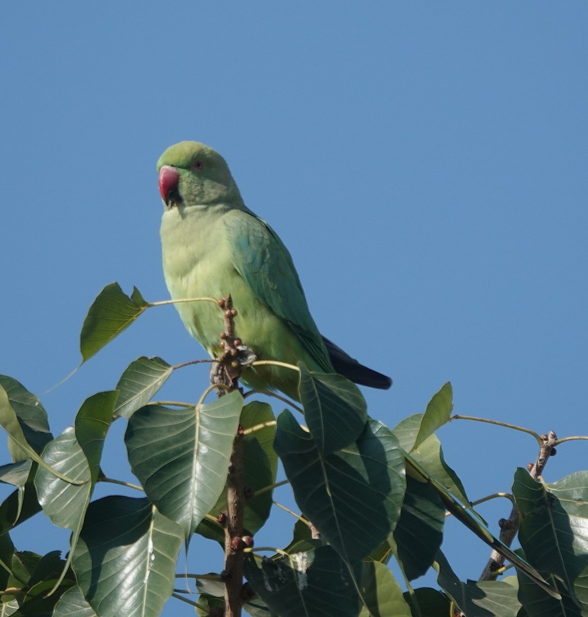 Rose-ringed Parakeet - ML646642282
