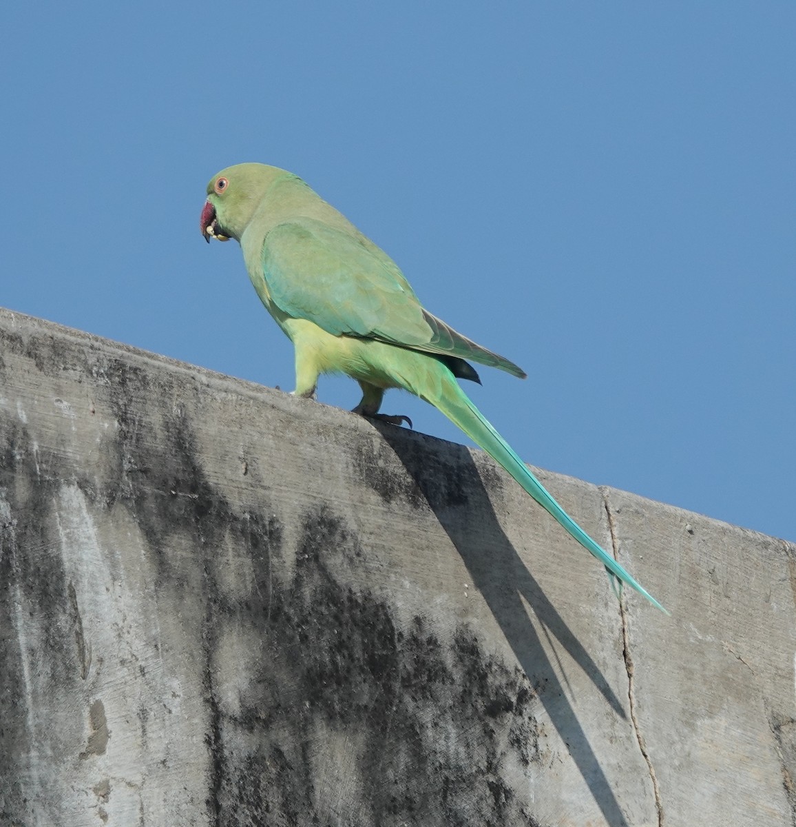 Rose-ringed Parakeet - ML646642283