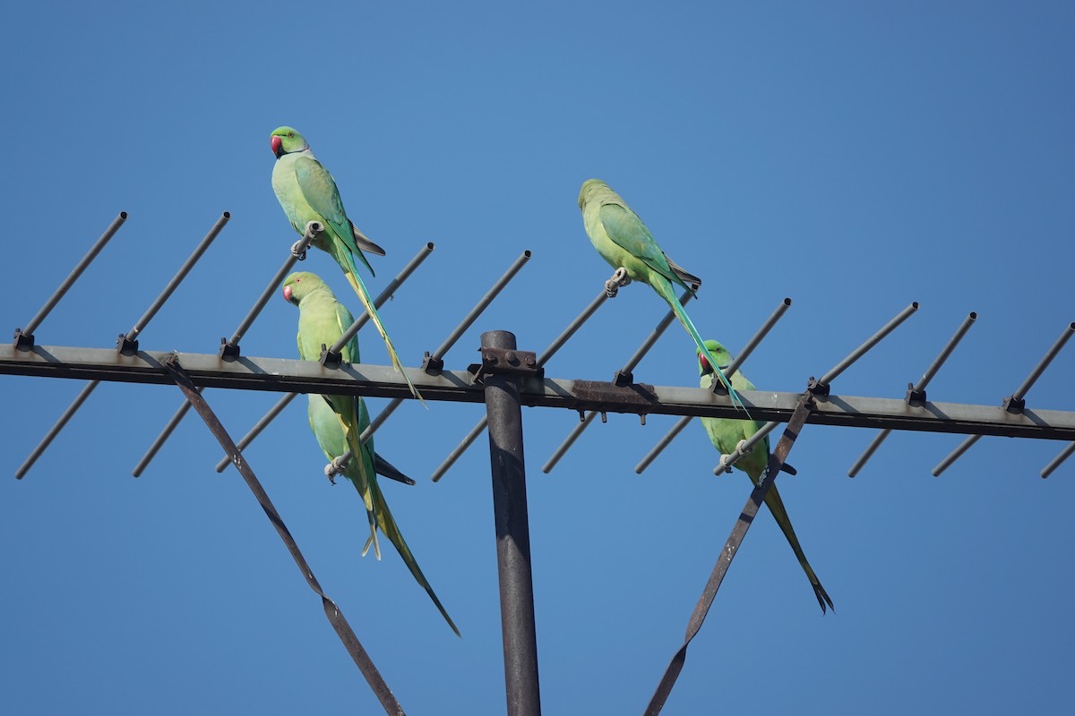 Rose-ringed Parakeet - ML646642284