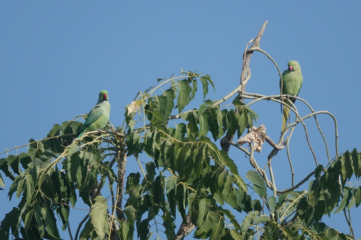 Rose-ringed Parakeet - ML646642285