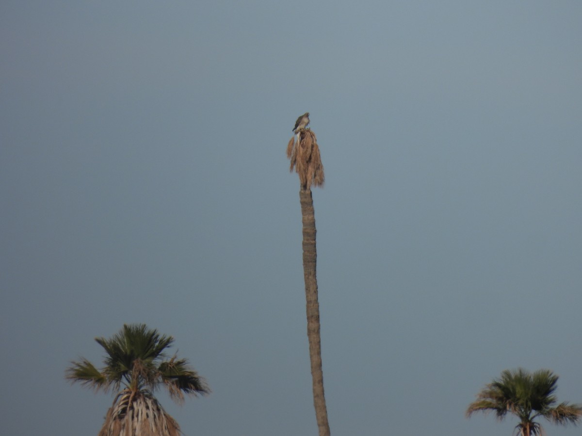 アカオノスリ - ML646642290