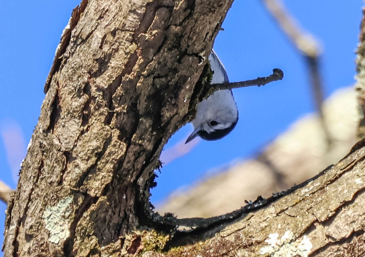 White-breasted Nuthatch - ML646642291