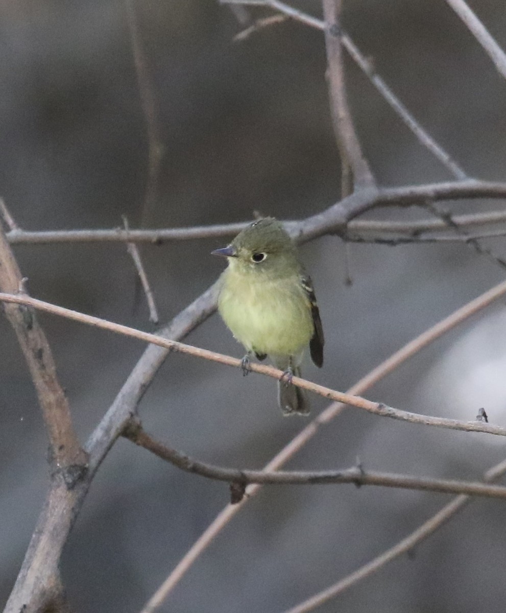Western Flycatcher - ML646642292