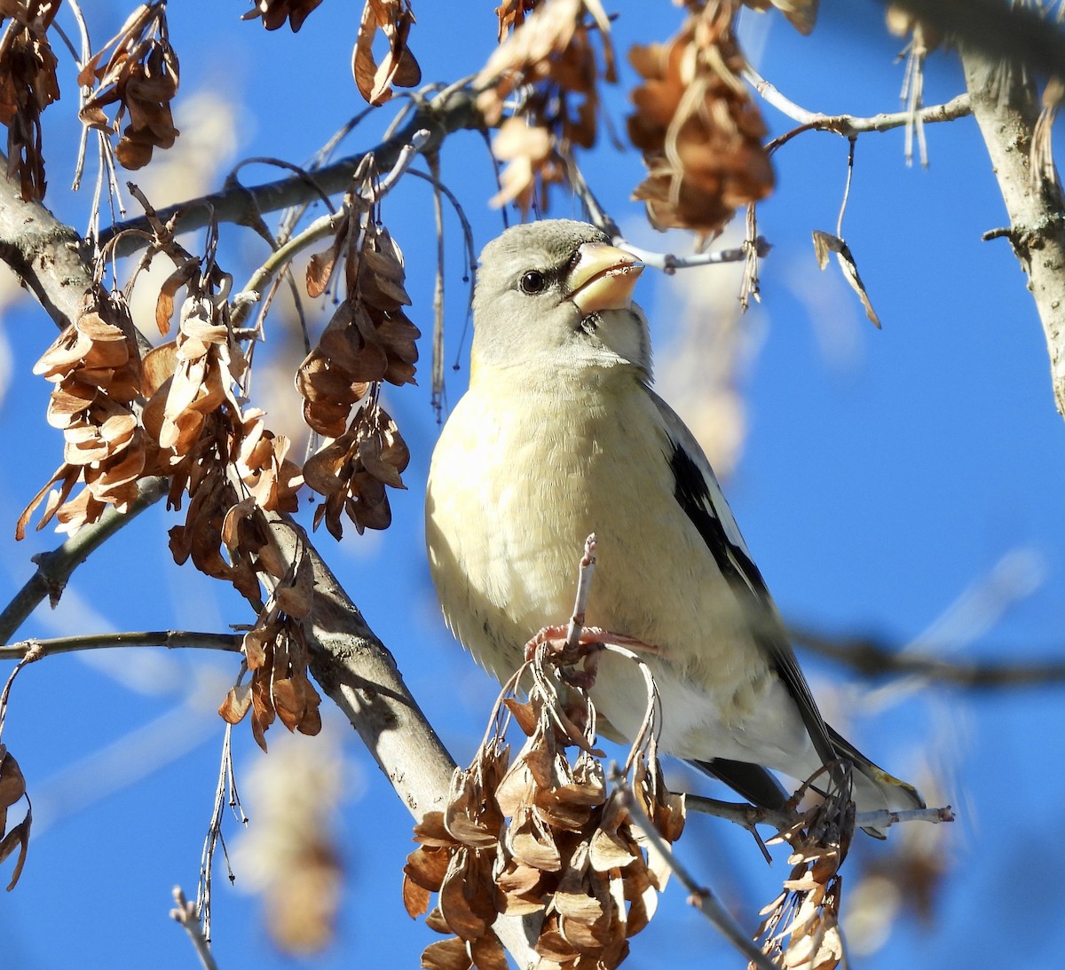 Evening Grosbeak - ML646642294