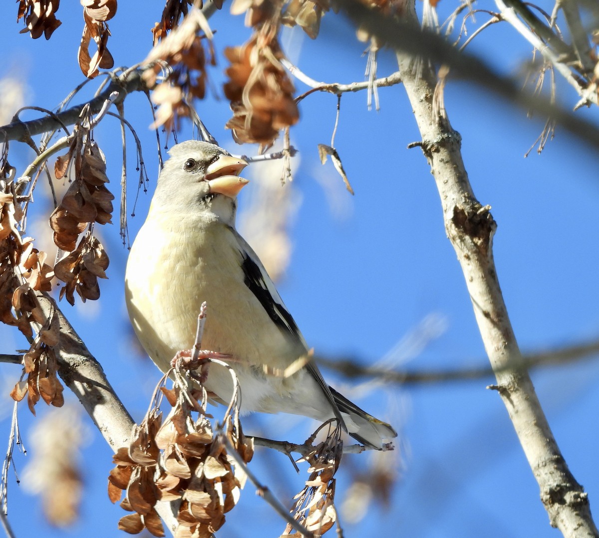 Evening Grosbeak - ML646642295