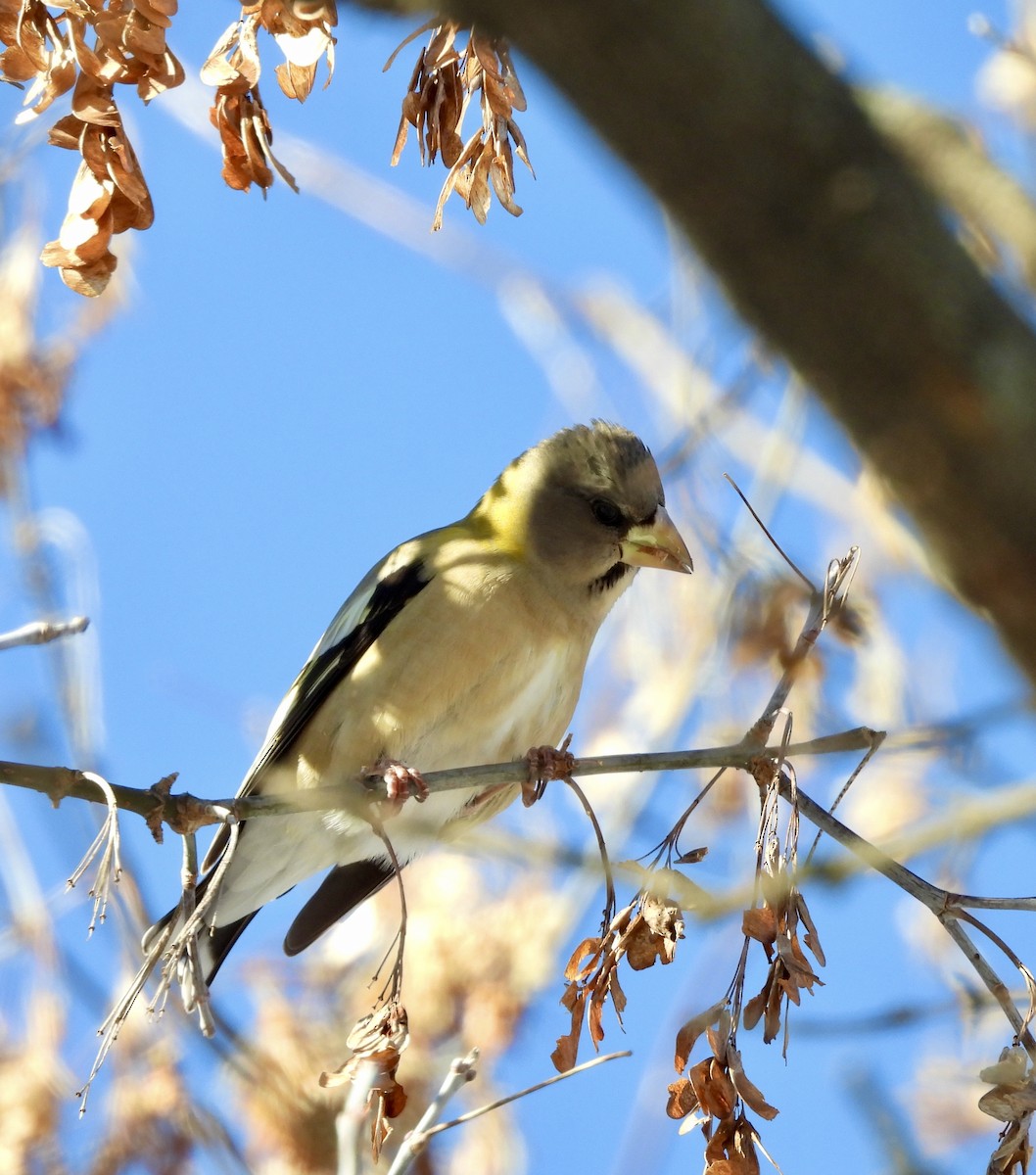Evening Grosbeak - ML646642296