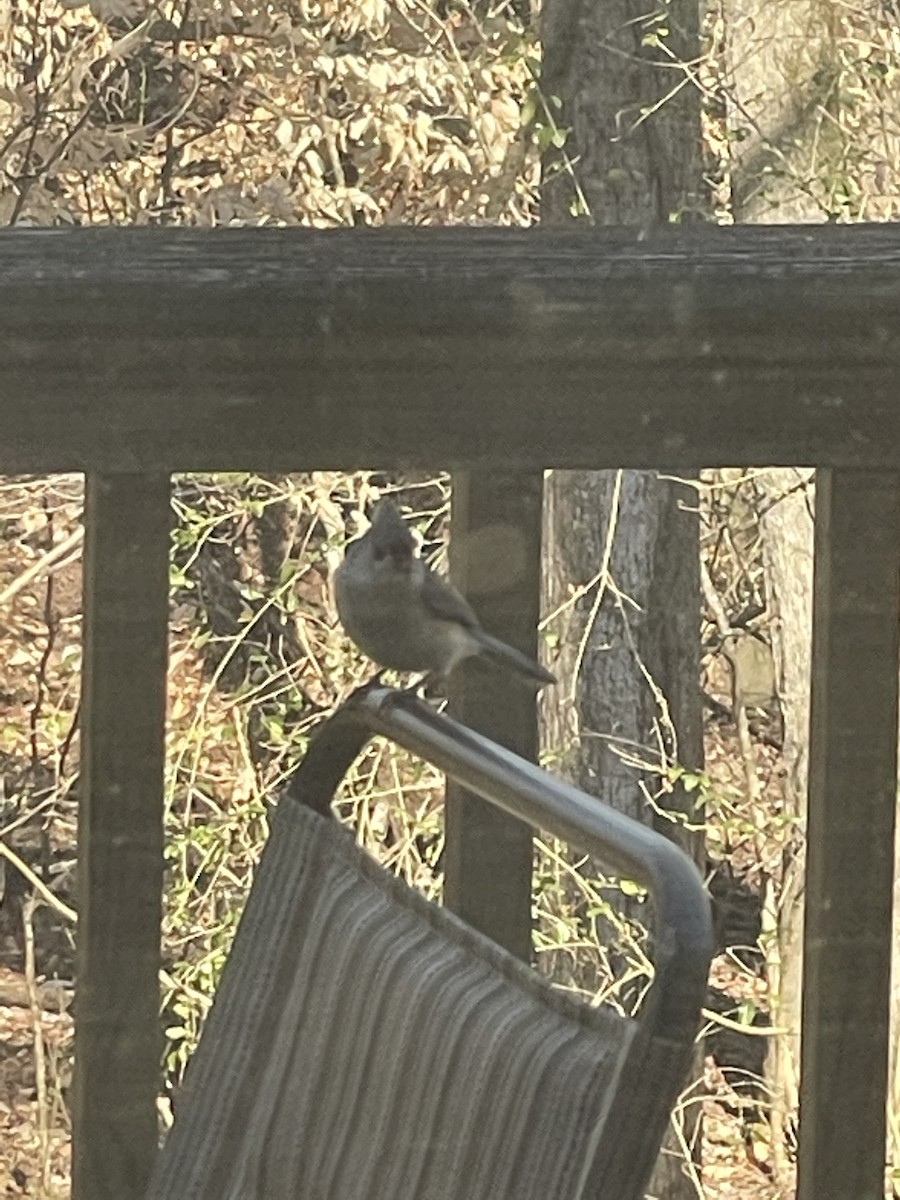 Grauhäubchenmeise - ML646642300