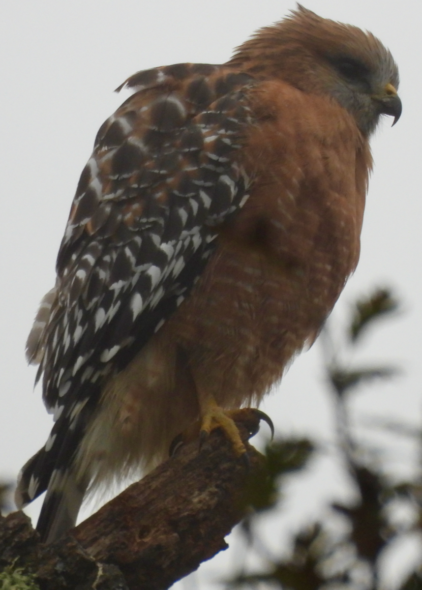 Red-shouldered Hawk - ML646642307