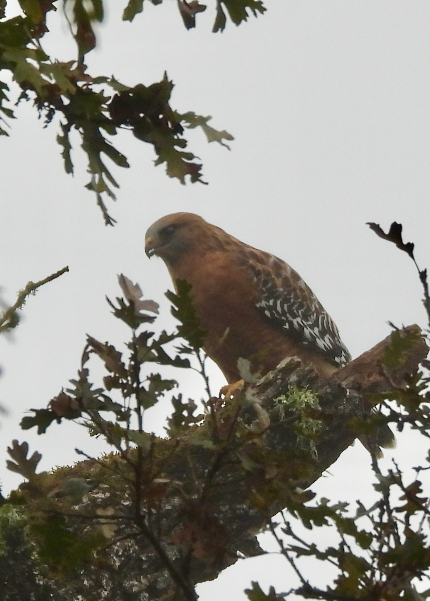 Red-shouldered Hawk - ML646642308
