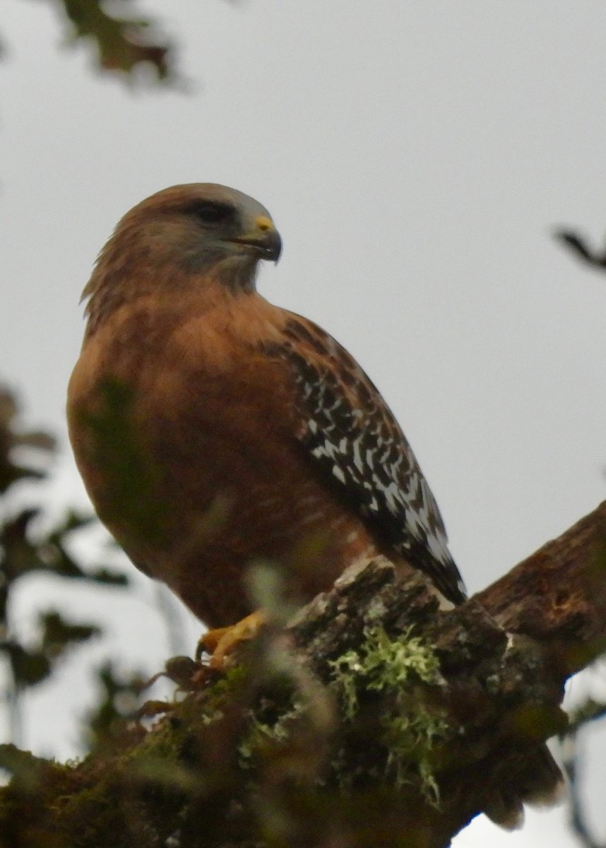 Red-shouldered Hawk - ML646642309